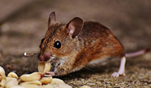 24 Hour & Emergency Exterminators in Tams, WV